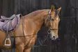 Chambon joustava musta Norton - Ratsuhevosen ohjat ja apuohjat - 051024 - 1