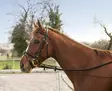 Chambon joustava musta Norton - Ratsuhevosen ohjat ja apuohjat - 051024 - 2