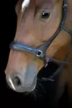 Suitset kuolaimettomat musta HorseGuard - Ratsuhevosen suitset ja turpahihnat - 057254 - 6