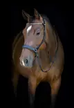 Suitset kuolaimettomat musta HorseGuard - Ratsuhevosen suitset ja turpahihnat - 057254 - 4