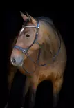 Suitset kuolaimettomat musta HorseGuard - Ratsuhevosen suitset ja turpahihnat - 057254 - 2