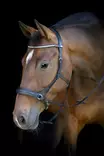 Suitset kuolaimettomat musta HorseGuard - Ratsuhevosen suitset ja turpahihnat - 057254 - 5