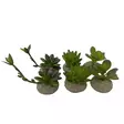 Tekokasvi Succulent 8x5,8x10,5cm Terra Della - Terraarion tarvikkeet ja kuivikkeet - 054204 - 1