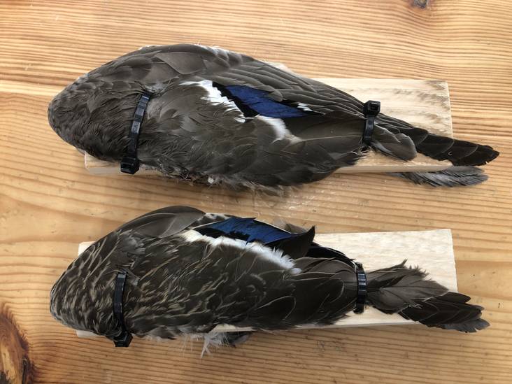 Riistapukki siivet nippusiteillä - Dummyt, riistakoulutus, metsästys - 025244 - 1