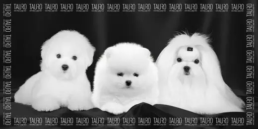 Mikrokuitupyyhe 80x160cm valkoiset koirat Tauro Pro Line Premium - Koiran pyyhkeet ja kuivatusmanttelit - 053524 - 1