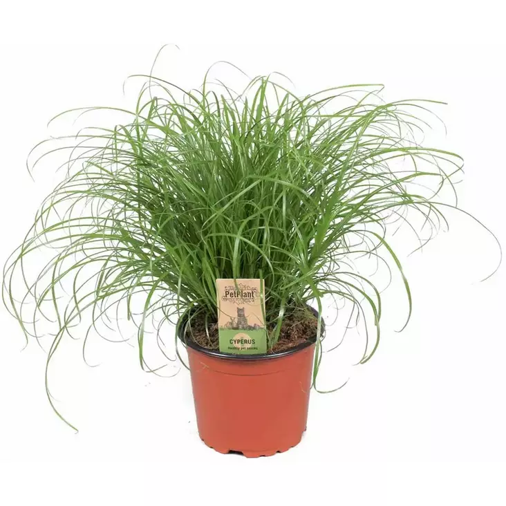 Kissanruoho muoviruukussa 13cm PetPlant - Kissan herkut ja makupalat - 056194 - 1