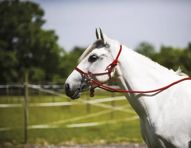 Naruriimu + 3m ohjat Ethological Full punainen Norton - Hevosen nylonriimut - 052044 - 1