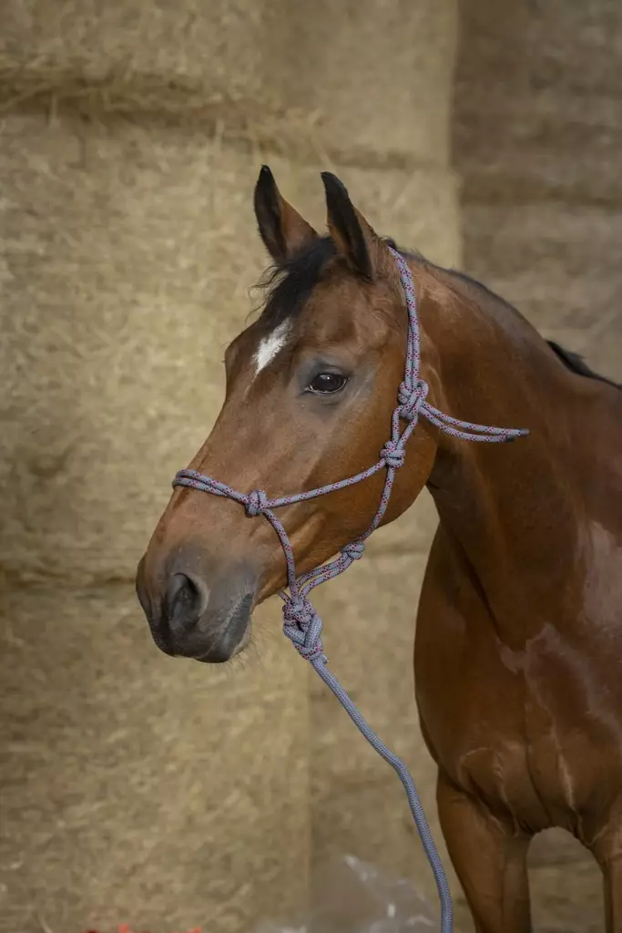 Naruriimu +naru 2,5m ECO Ethological FULL harmaa-vadelma-musta Norton - Hevosen nylonriimut - 052054 - 1