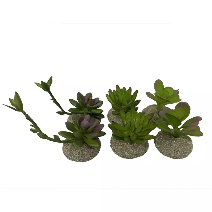 Tekokasvi Succulent 8x5,8x10,5cm Terra Della - Terraarion tarvikkeet ja kuivikkeet - 054204 - 1