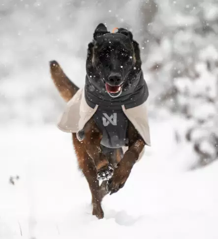 Lämpötakki Glacier wool 3.0 harmaa Non-stop dogwear - Koiran manttelit - 055345 - 2