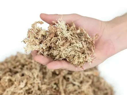 Rahkasammal Sphagnum 25g Hapet - Terraarion tarvikkeet ja kuivikkeet - 057865 - 2