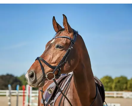 Suitset Sienna Jumping FULL musta Catago - Ratsuhevosen suitset ja turpahihnat - 054415 - 2