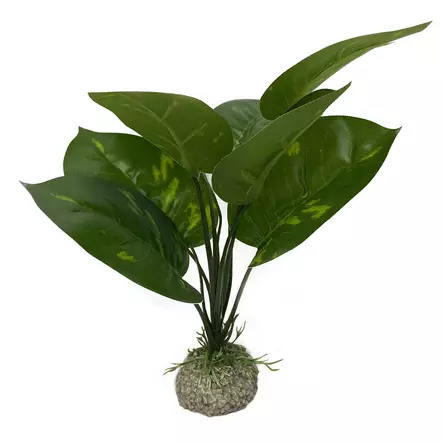 Tekokasvi Anubias 1 24cm Aqua Della - Terraarion tarvikkeet ja kuivikkeet - 043215 - 1