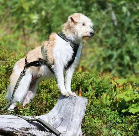 Vetovaljas Multisport oliivi V.I.P Dogwear - Koiran veto- ja juoksuvaljaat - 056095 - 2