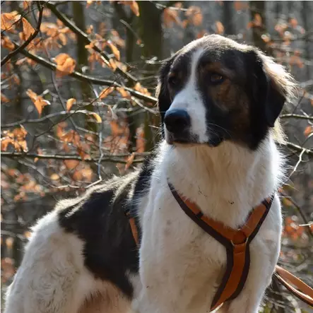 Y-valjas Fun musta AnnyX - Koiran Y-valjaat - 046995 - 3