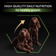 Puppy Healthy Start Medium ProPlan - Kuivaruoat pennuille ja kasvatukseen - 001455 - 6