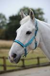 Riimu Dublin FOAL Sweet Blue Bucas - Hevosen nylonriimut - 028745 - 1