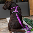 Y-valjas Comfort Walk Air Purple Passion v.3.0 Dog Copenhagen - Koiran Y-valjaat - 038065 - 5