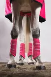 Jännesuojat Mesh Tendon Boots lipstick Eskadron - Hevosen vuohis- ja hivutussuojat - 059515 - 3