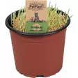 Kissanruoho BIO luomu muoviruukussa 12cm PetPlant - Kissan herkut ja makupalat - 056195 - 1