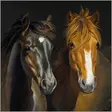 Kortti 13.7x13.7cm Pony Friends - Lahjatavarat - 059135 - 1