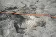 Liina Spark Tracking XL 15mmx12m oranssi Hunter x Eskadron - Jälki-, koulutusliinat, kapulat - 055985 - 4