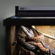 Loisteputki T5 UVB Kit Dragon14% 39W Arcadia Pro - Terraarion tarvikkeet ja kuivikkeet - 059365 - 2