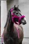 Nylonriimu Comfort magenta HKM-sports - Hevosen nylonriimut - 059625 - 4