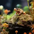 Rahkasammal Sphagnum 25g Hapet - Terraarion tarvikkeet ja kuivikkeet - 057865 - 3