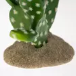 Tekokaktus Prickly Pear Viikunaopuntia Terra Della - Terraarion tarvikkeet ja kuivikkeet - 059435 - 2