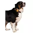 Turvavalo Safety Light Nighwalk - Koiran heijastimet ja turvavalot - 054545 - 2