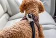Turvavyöliitin Safety Belt V2 max 30cm S musta curli - Koiran turvavaljaat ja liittimet - 054965 - 2