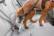 Turvavyöliitin Safety Belt V2 max 30cm S musta curli - Koiran turvavaljaat ja liittimet - 054965 - 3