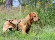 Vetovaljas Multisport oliivi V.I.P Dogwear - Koiran veto- ja juoksuvaljaat - 056095 - 6