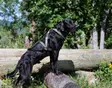 Vetovaljas Multisport oliivi V.I.P Dogwear - Koiran veto- ja juoksuvaljaat - 056095 - 10