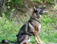 Vetovaljas Multisport oliivi V.I.P Dogwear - Koiran veto- ja juoksuvaljaat - 056095 - 9