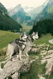 Vetovaljas Multisport oliivi V.I.P Dogwear - Koiran veto- ja juoksuvaljaat - 056095 - 8