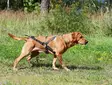 Vetovaljas Multisport oliivi V.I.P Dogwear - Koiran veto- ja juoksuvaljaat - 056095 - 4