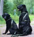 Vetovaljas Multisport oliivi V.I.P Dogwear - Koiran veto- ja juoksuvaljaat - 056095 - 11