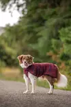 WooliePomppa Maroon - Koiran manttelit - 059295 - 6