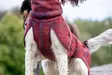WooliePomppa Maroon - Koiran manttelit - 059295 - 4