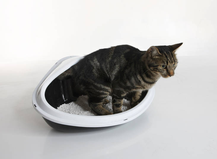 Avovessa kulma Concha XL 51x38x22,5cm väri mix Savic - Pieneläinten vessat ja kylpyastiat - 004785 - 1