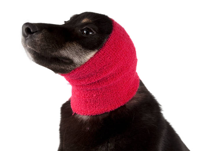 Korvasuoja koiralle Ear Buddy Show Tech - Koiran terveydenhoito ja ensiapu - 023045 - 1