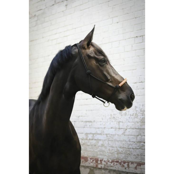 Naruriimu säädöllä American musta Penelope - Hevosen nylonriimut - 019115 - 1