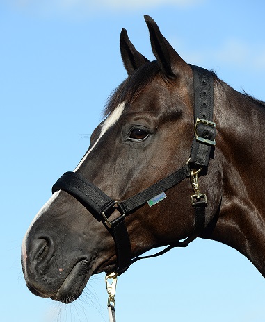 Riimu Comfort Bucas - Hevosen nylonriimut - 017595 - 1