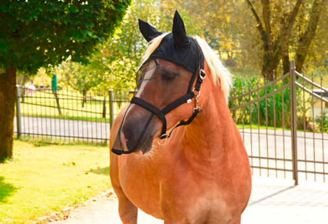 Hyönteishuppu 2-in-1 riimulla ja turpasuojalla musta Holland Animal Care - Kesätuotteet hevosille - 039935 - 1