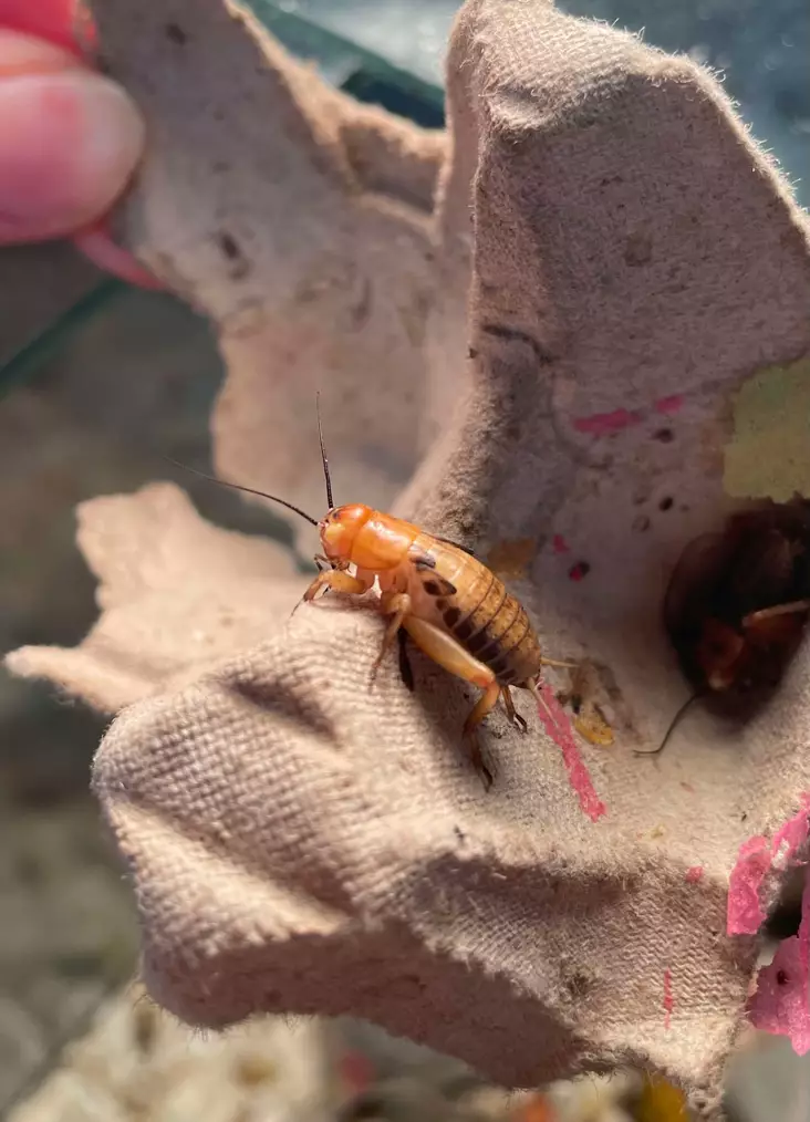 Kenttäsirkka L kotimainen (Gryllus bimaculatus) Gryllus - Matelijoiden ruokinta ja lisäravinteet - 050545 - 1