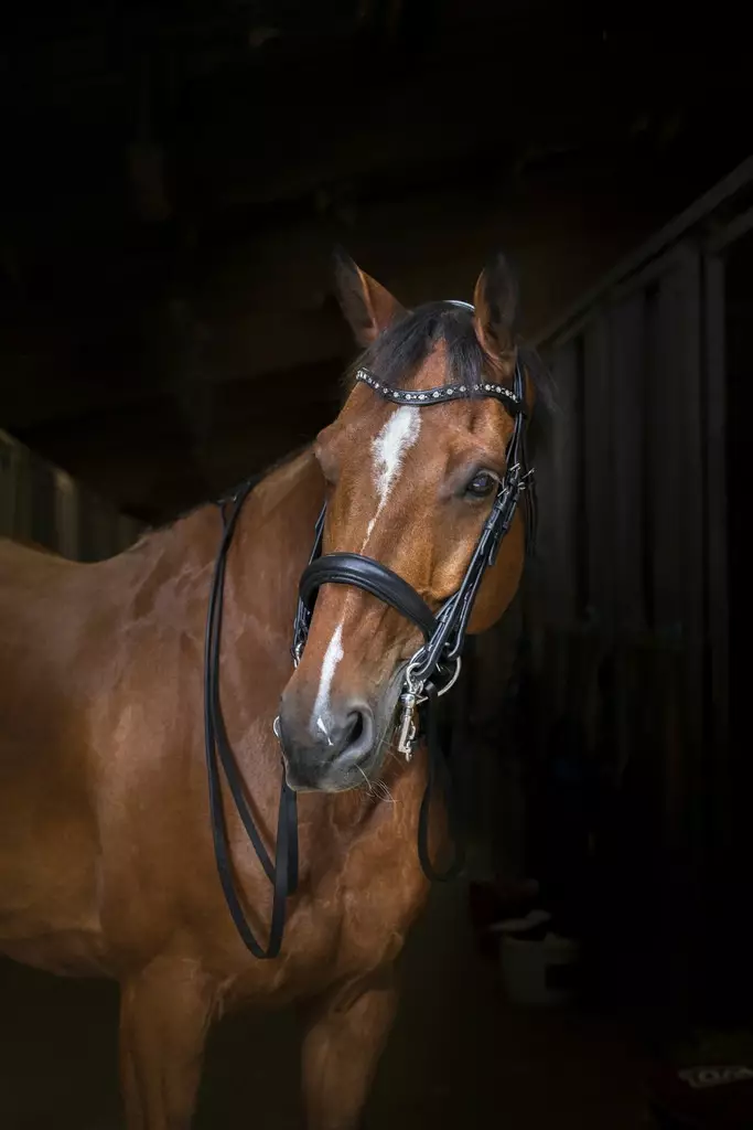 Kankisuitset Hybrid Weymouth FULL musta Eric Thomas - Ratsuhevosen suitset ja turpahihnat - 051035 - 1