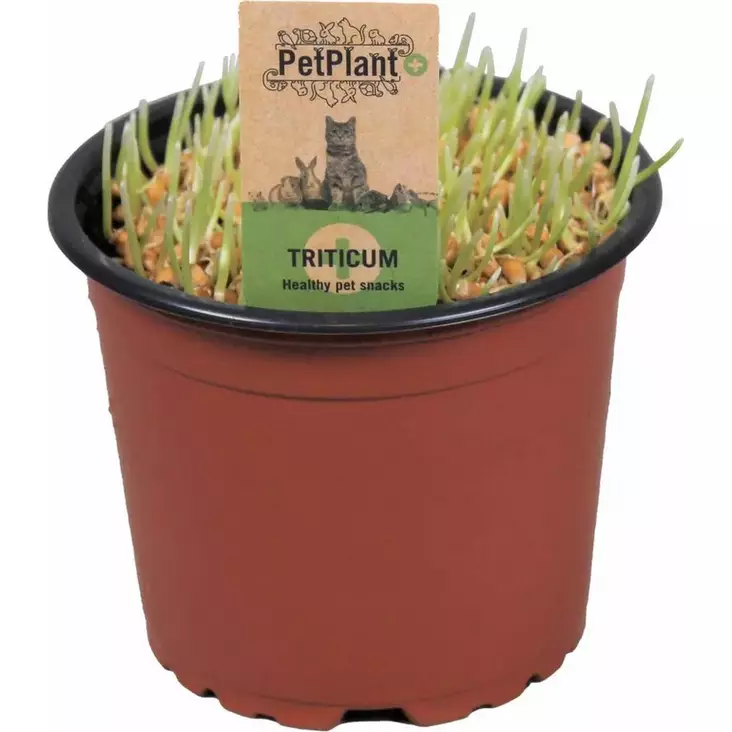 Kissanruoho BIO luomu muoviruukussa 12cm PetPlant - Kissan herkut ja makupalat - 056195 - 1