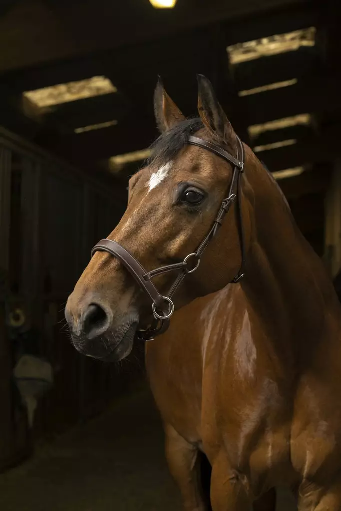 Kuolaimettomat suitset Confort side-pull havana Norton Pro - Ratsuhevosen suitset ja turpahihnat - 050985 - 1